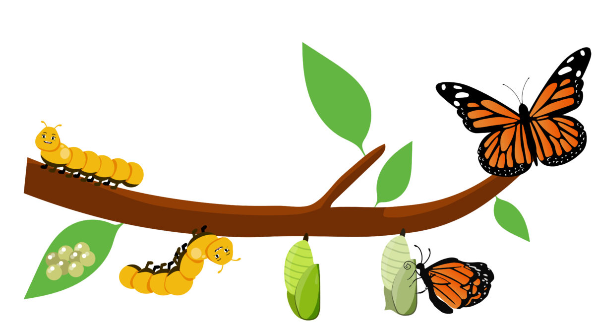 Butterfly Life Cycle Cartoon Caterpillar Insects Metamorphosis Eggs Larva Pupa Imago Stages Vector Illustration Insects Wildlife Transformation