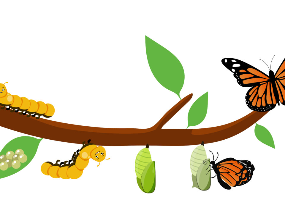 Butterfly Life Cycle Cartoon Caterpillar Insects Metamorphosis Eggs Larva Pupa Imago Stages Vector Illustration Insects Wildlife Transformation